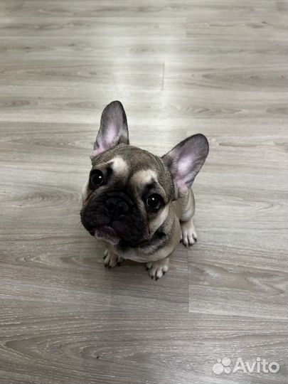 Фоанцузкий бульдог