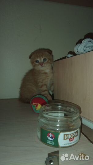 Шотландская