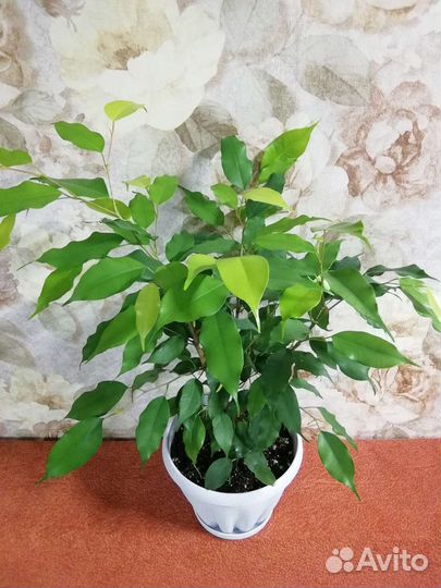 Отводки фикусов