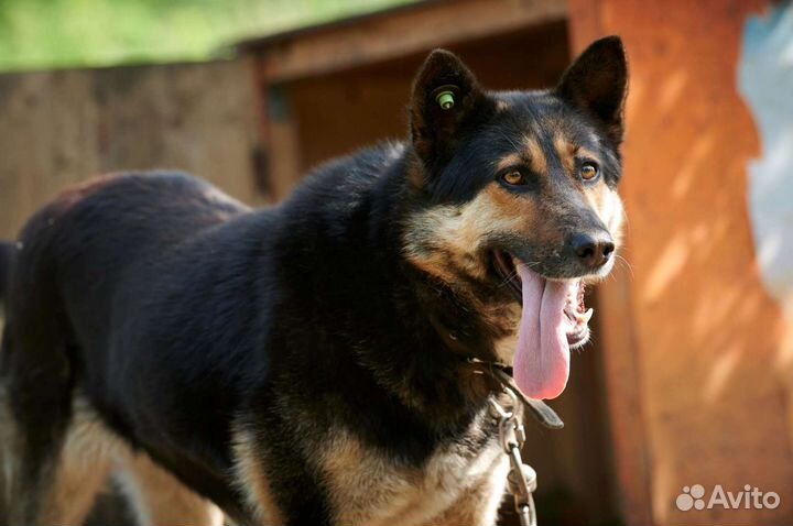 Собака в добрые руки