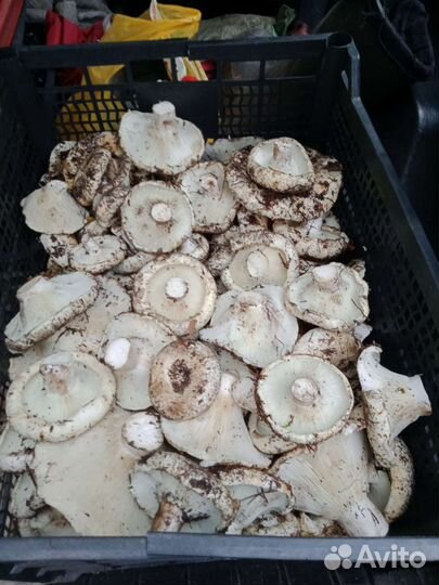 Груздь белый боровой