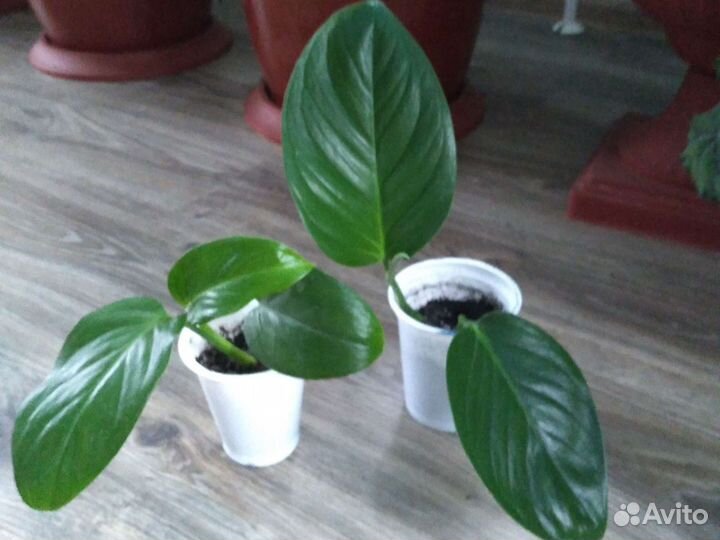 Рэо,Филодендрон,Бальзамин,Эпипремнум,Зебрина