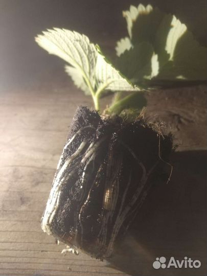 Рассада клубники