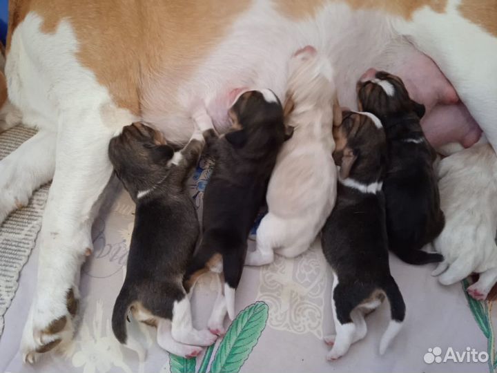 Кобель Бигль, вязка