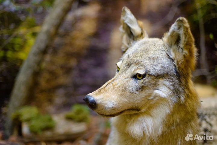 Чучела животных