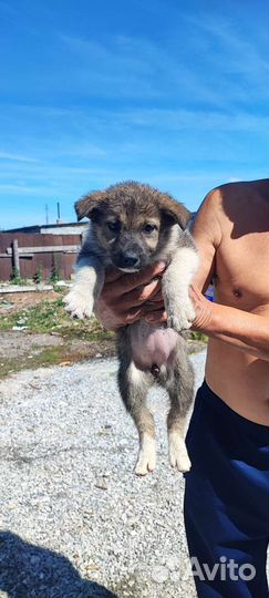 Собаки щенки бесплатно
