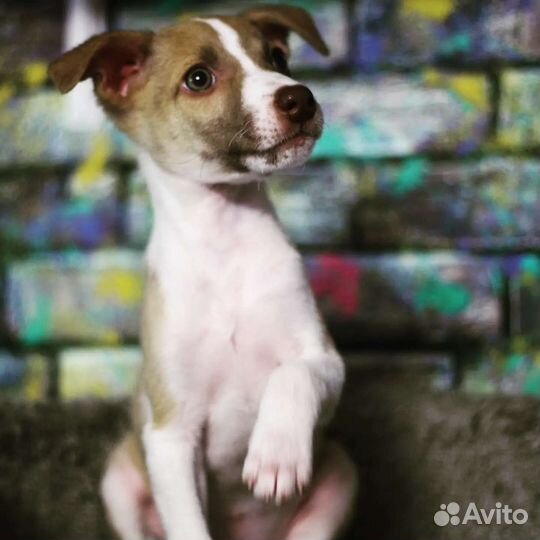 Маленькая собака в добрые руки бесплатно