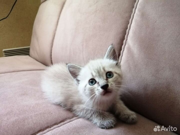 Котята в дар бесплатно