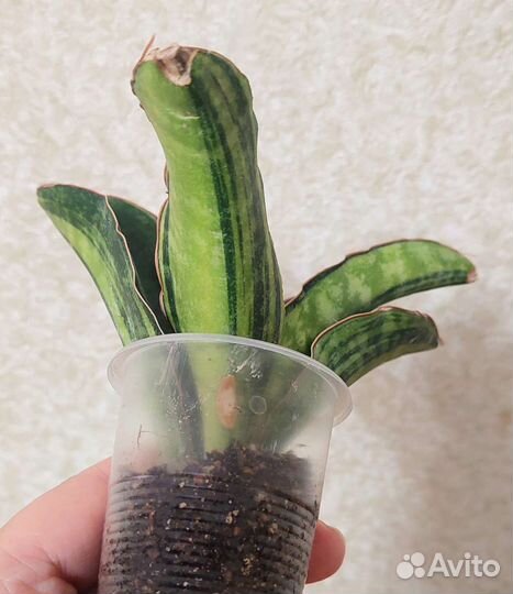 Сансевиерия Мacrophylla var Макрофилла