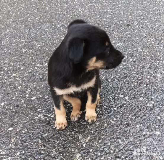 Собака в добрые руки отдам бесплатно