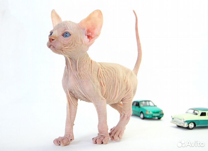 Солнечный-подсолнечный )