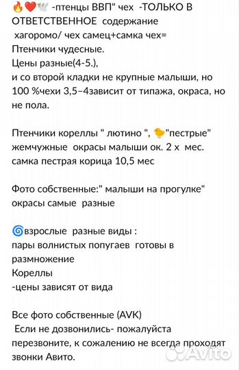 Птенчики попугаев молодые пары чехов