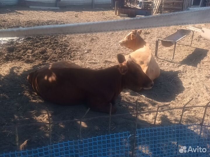 Коровы и телки