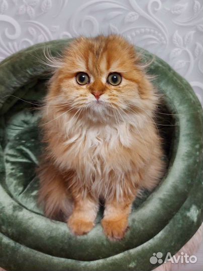 Золотой кот