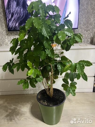 Цветок кофе