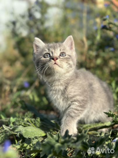 Котята в добрые руки бесплатно