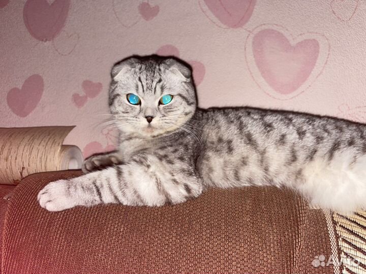 Шотландский кот вязка