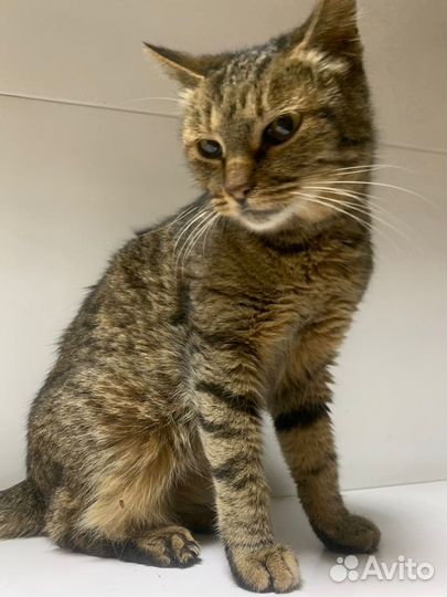 Кошечка ищет дом