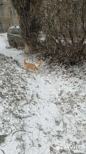 Корги для вязки