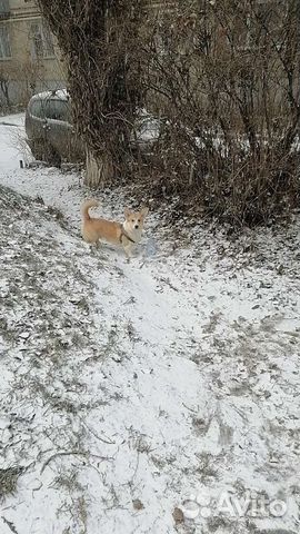 Корги для вязки