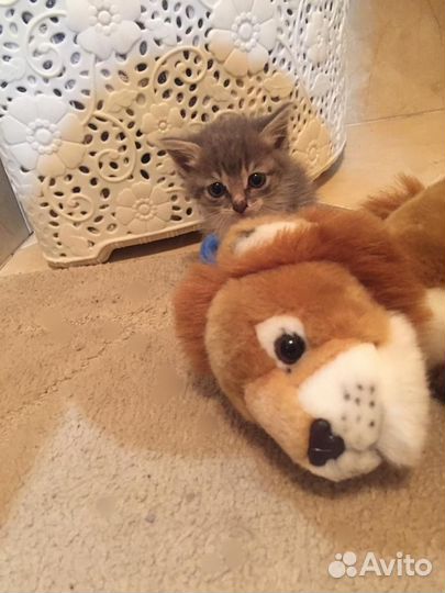 Котёнок ищет дом