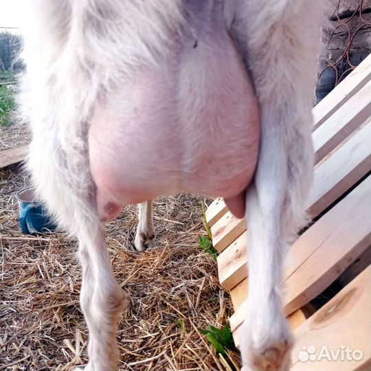 Козы ламанча дойные