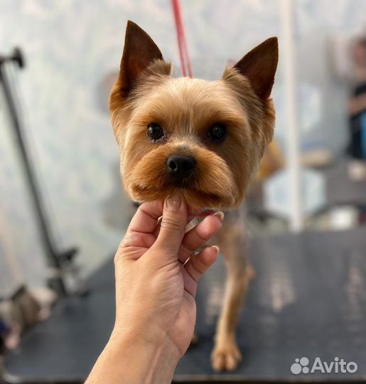 Йоркширский терьер