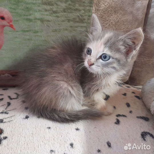 Отдам кота в добрые руки к лотку приучен