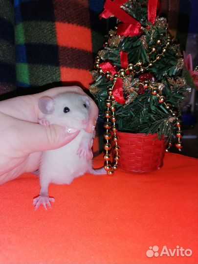 Крыса, крысенок, крысята дамбо, клетки