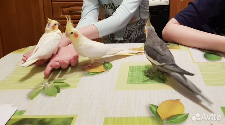 Попугай корелла ручной