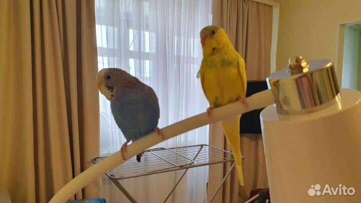 Клетка для попугая