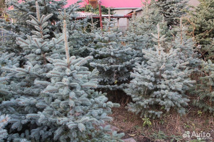 Саженцы Голубой Ели и Туи Колоновидной