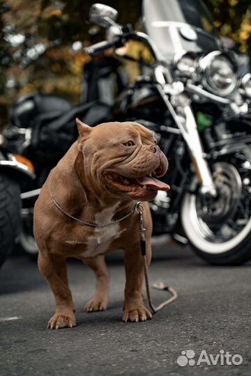 Американский булли щенки