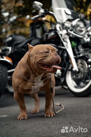 Американский булли щенки