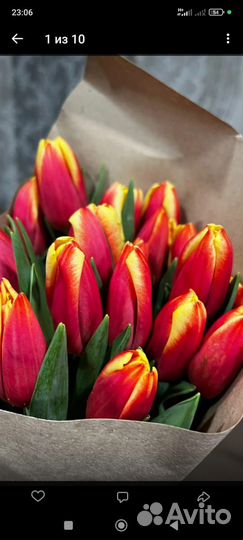 Тюльпаны