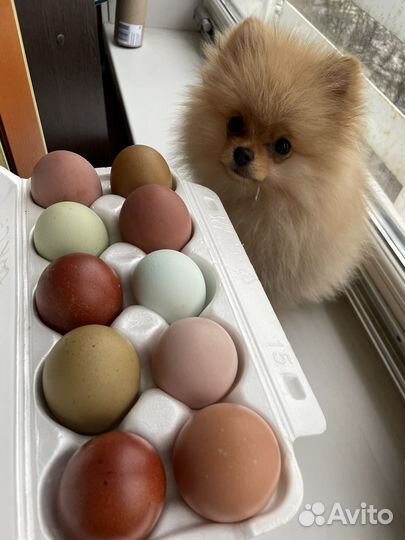 Инкубационное яйцо разноцветное