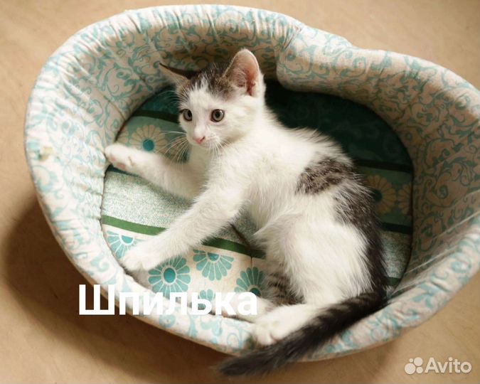 Котятам нужен дом