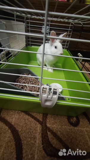 Декоративные кролик