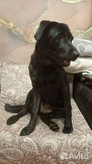 Метис лабрадора