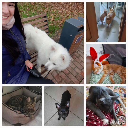 Зооняня, присмотр за животными, передержка, выгул