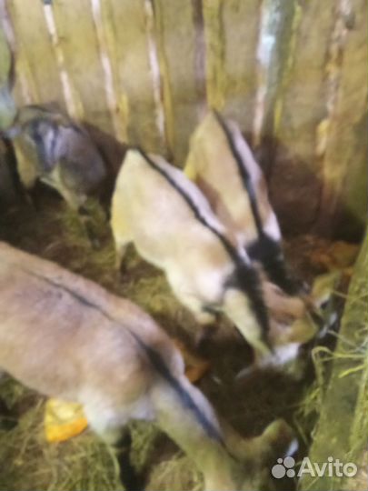 Козы и Козлы