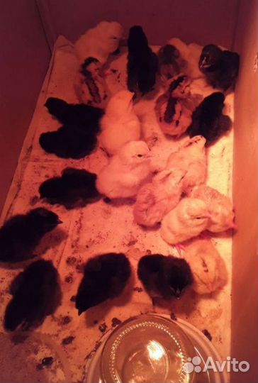 Инкубационное яйцо