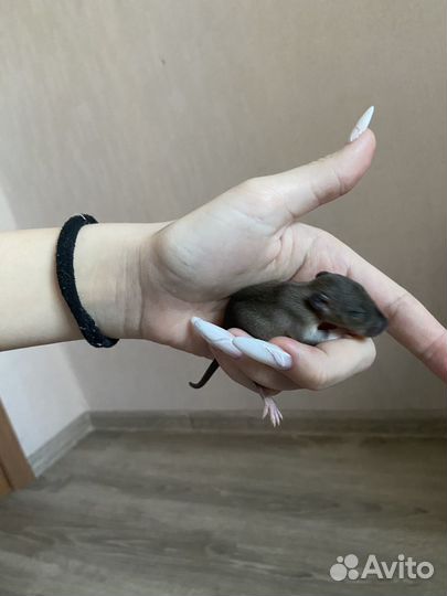 Декоративные крыски дамбо