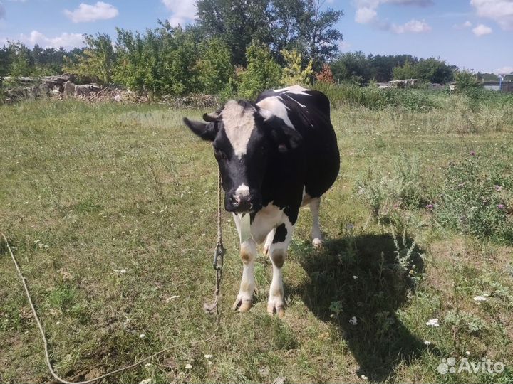 Голштинская корова дойная