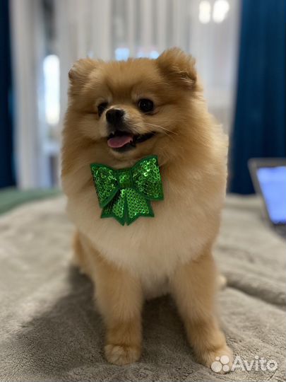 Померанский шпиц вязка кобель