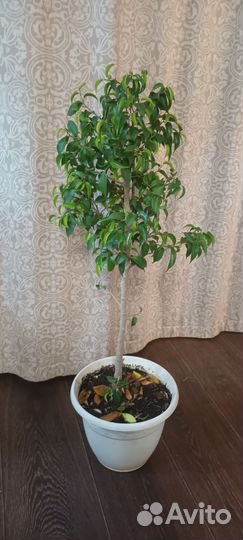 Фикус бенджамина