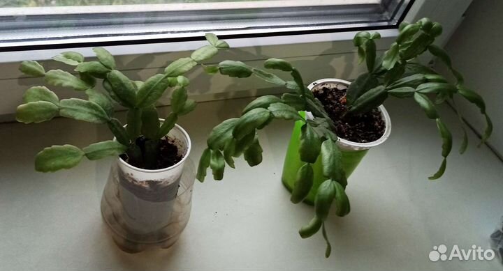 Декабрист розовый и белый редкий