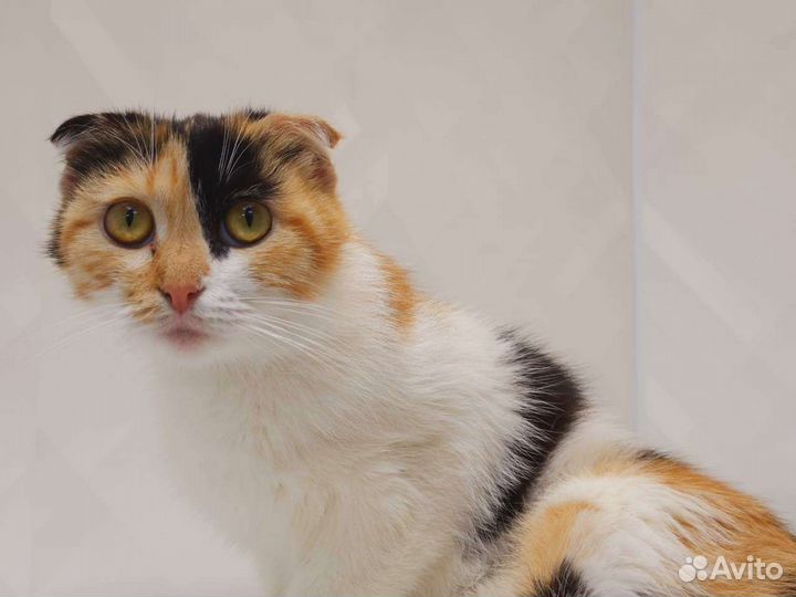 Выброшенной вислоушке (10 месяцев) нужен дом