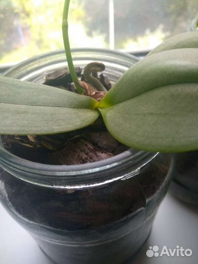 Орхидея фаленопсис
