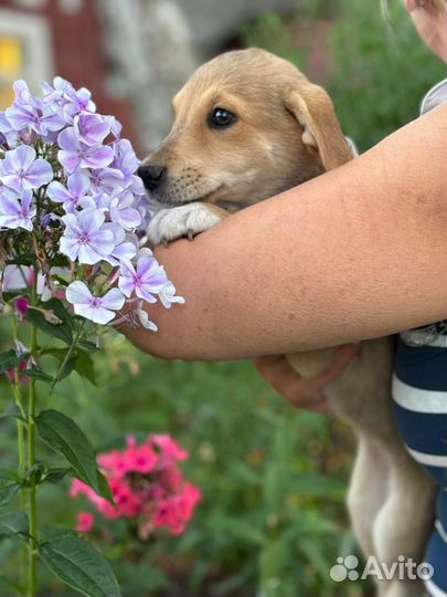 Щенок в добрые руки бесплатно